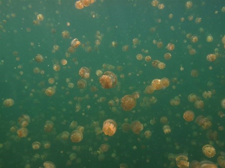 Grand Prismatic Hot Spring là suối nước nóng lớn nhất tại Mỹ. (Nguồn: flickr/prepster96)