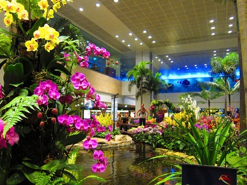 Thế giới của hoa lan. Là quốc đảo nhiệt đới,