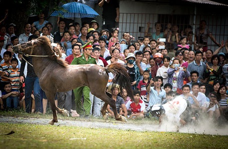 Chú ngựa bất kham đã làm cho chủ bị ngã
