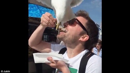 Động vật tấn công du khách: Muôn chuyện từ hài hước đến đau lòng - 3 Du khách bị chim trời cướp miếng ăn