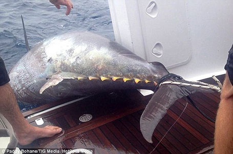 Đây được xem là con cá ngừ nặng nhất thế giới từng câu được tới thời điểm này