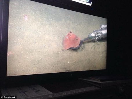 Cái tên Adorabilis lấy ý tưởng từ chữ adorable trong tiếng Anh