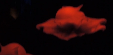 Các nhà sinh vật biển đang cố gắng phát triển loài bạch tuộc này trong điều kiện nuôi nhốt.