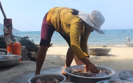 Hải sản vừa mới được đánh bắt đưa vào khu chợ vẫn còn sống