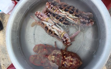 Ghẹ và con đẳng sâm