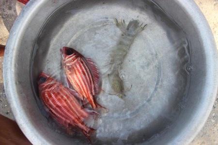 Cá sơn và tôm tích còn tươi sống