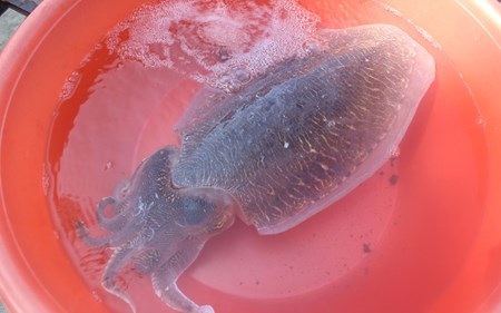 Mực nang và ốc biển tươi sống được bán tại chợ