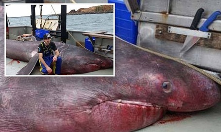 Ngư dân hốt hoảng khi bắt được "quái vật biển" dài tới 6,5m - 1 Con cá mập Basking mới được tìm thấy. (Nguồn: Daily Mail)