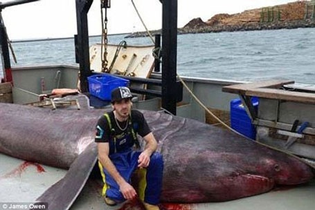 Cá mập khủng tái xuất sau gần một thế kỷ