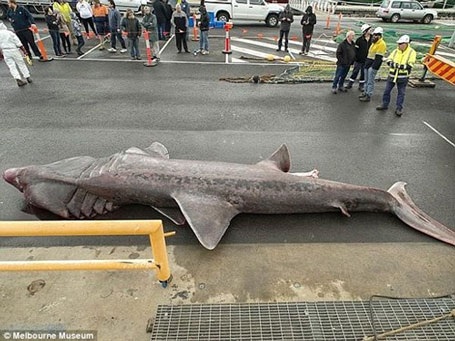 Vi của con cá mập này dài khoảng 1 mét và chiều rộng khoảng 60 cm.