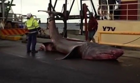 Tuy có hàm răng sắc nhọn tua tủa nhưng thức ăn của loài cá này chủ yếu chỉ là các sinh vật phù du.