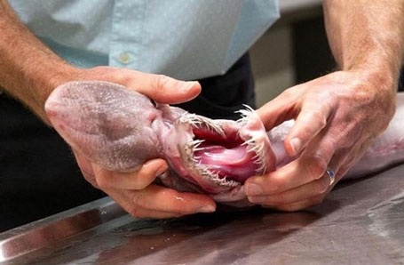 Tuy có hàm răng sắc nhọn tua tủa nhưng thức ăn của loài cá này chủ yếu chỉ là các sinh vật phù du.