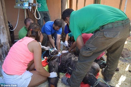 Các bác sỹ theo dõi tình hình sức khỏe của con tinh tinh Cheeta. (Nguồn: Daily Mail)