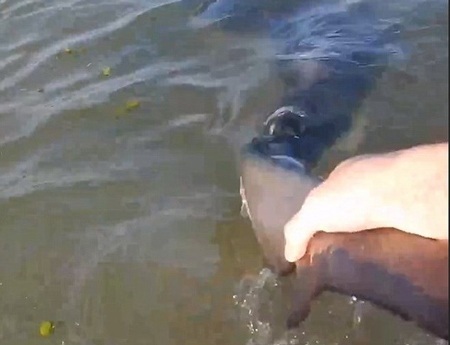 Khi bị sóng biển đánh vào bờ, con cá mập quẫy mạnh và cố gắng để bơi trở lại biển.