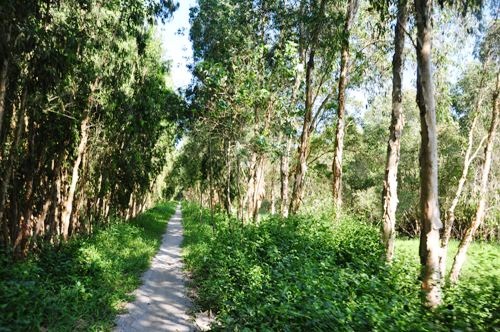 Về Trà Sư ngẩn ngơ giữa rừng tràm - 1 Nếu bạn có thời gian, hãy làm một vòng rừng tràm bằng con đường mòn rất đẹp này.