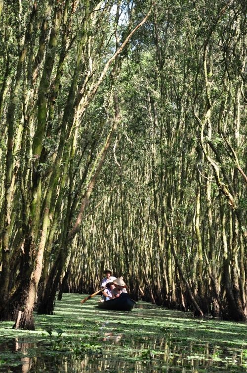 Về Trà Sư ngẩn ngơ giữa rừng tràm - 3 Cảnh sắc tuyệt đẹp trong rừng