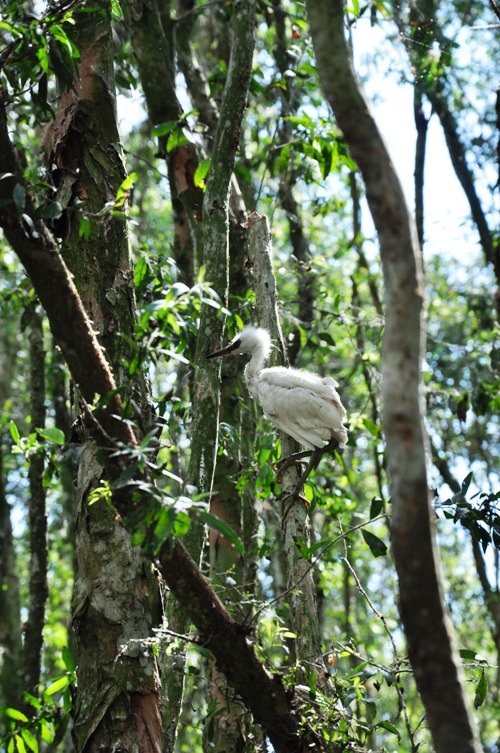 Về Trà Sư ngẩn ngơ giữa rừng tràm - 4 Những chú chim non run rẩy