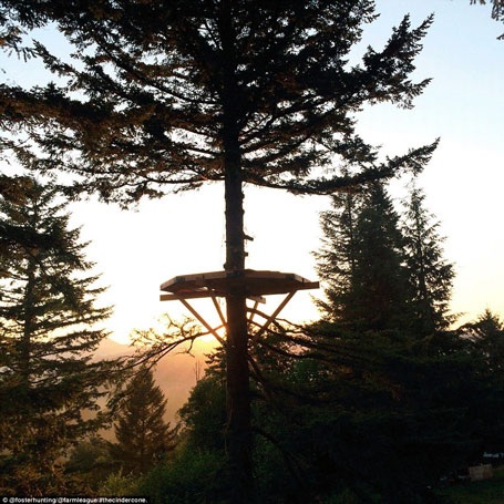 Cận cảnh ngôi nhà trên cây có một không hai tại Mỹ