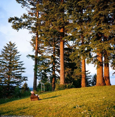 Cận cảnh ngôi nhà trên cây có một không hai tại Mỹ