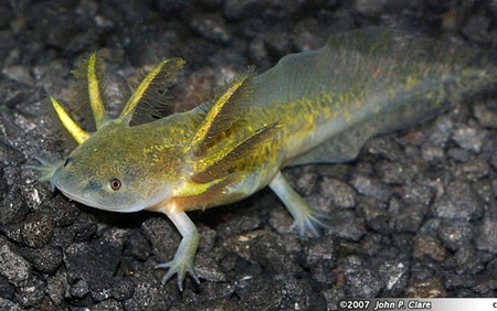 Cận cảnh “Quái vật nước” xuất hiện ở Lâm Đồng