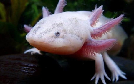 Cận cảnh “Quái vật nước” xuất hiện ở Lâm Đồng