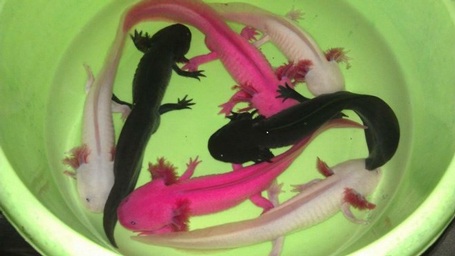 Kỳ nhông Axolotl