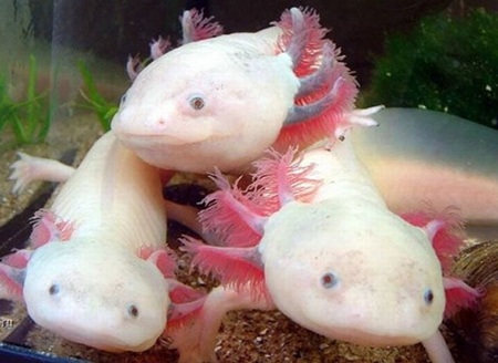 Kỳ nhông Axolotl