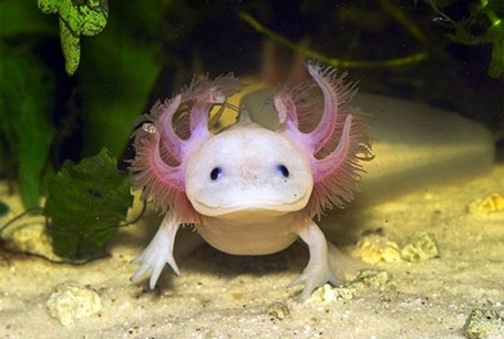 Kỳ nhông Axolotl