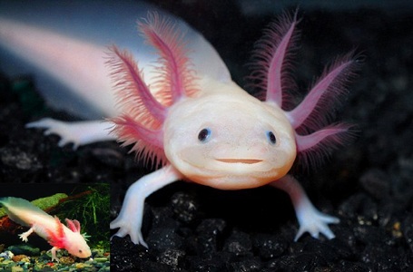 Kỳ nhông Axolotl