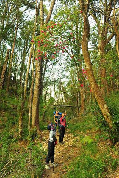 Du khách leo núi chinh phục đỉnh Bạch Mộc Lương Tử ngắm hoa đỗ quyên cổ thụ khoe sắc đỏ tuyệt đẹp.