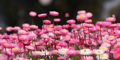 Lộng lẫy mùa hoa dại nước Úc - 2 Lộng lẫy mùa hoa dại nước Úc