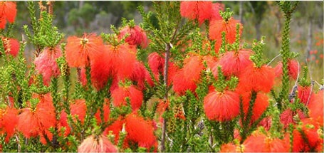 Lộng lẫy mùa hoa dại nước Úc - 3 Lộng lẫy mùa hoa dại nước Úc