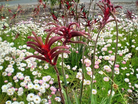 Lộng lẫy mùa hoa dại nước Úc - 4 Lộng lẫy mùa hoa dại nước Úc