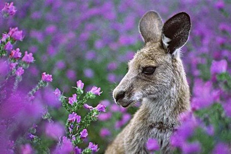 Lộng lẫy mùa hoa dại nước Úc - 5 Lộng lẫy mùa hoa dại nước Úc