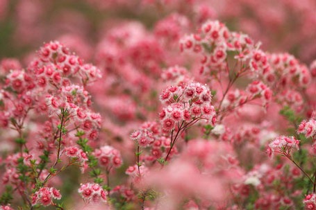 Lộng lẫy mùa hoa dại nước Úc - 6 Lộng lẫy mùa hoa dại nước Úc