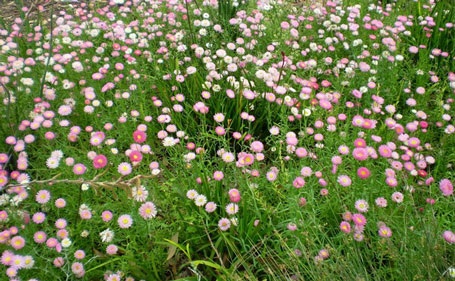 Lộng lẫy mùa hoa dại nước Úc - 7 Lộng lẫy mùa hoa dại nước Úc