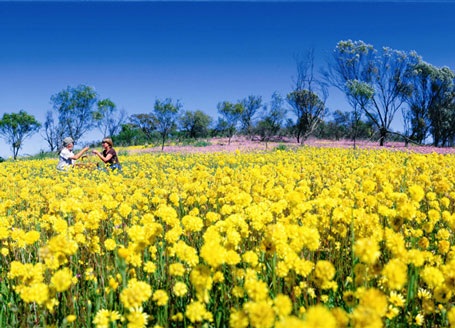 Lộng lẫy mùa hoa dại nước Úc - 8 Thông tin tour tham khảo: