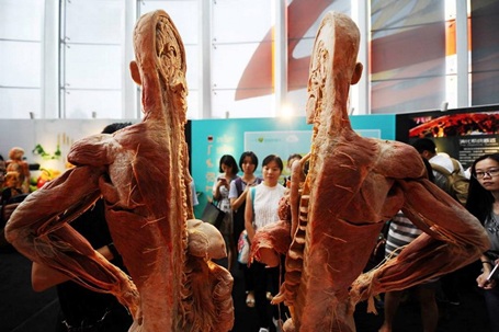 Cơ quan nội tạng bên trong cơ thể con người đều được phơi bày. (Nguồn:CCTV)