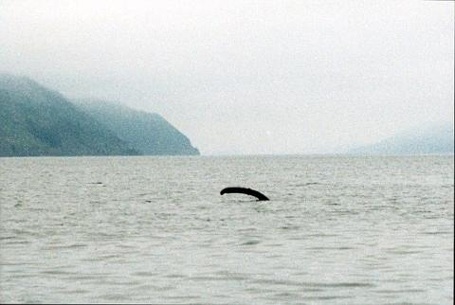 Một phần tư thế kỷ truy tìm quái vật hồ Loch Ness - 3 Một phần tư thế kỷ truy tìm quái vật hồ Loch Ness