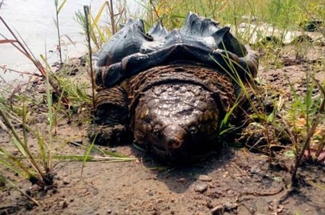 Rùa "khủng long" bí ẩn xuất hiện ở Nga - 2 Rùa khủng long bí ẩn xuất hiện ở Nga