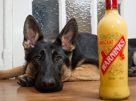 Cô chó suýt mất mạng vì uống rượu