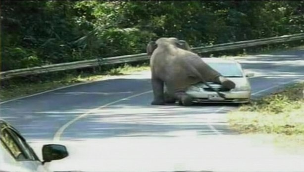 Thái Lan: Voi khổng lồ tấn công nhà hàng, xe hơi - 3 Hành động kỳ quặc của voi đực