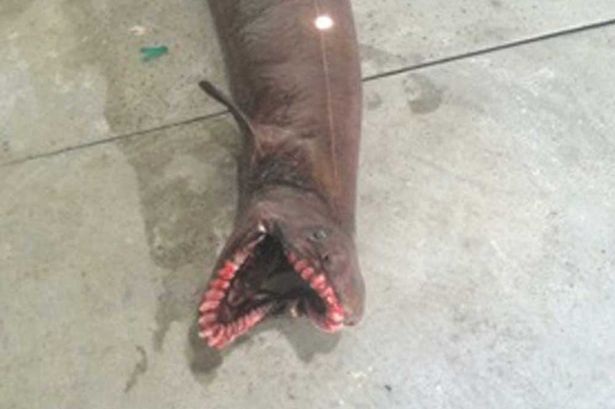 Ngư dân Australia bắt được “cá mập nguyên thủy” - 2 Hình thù của
loài cá này quả thực quá đáng sợ