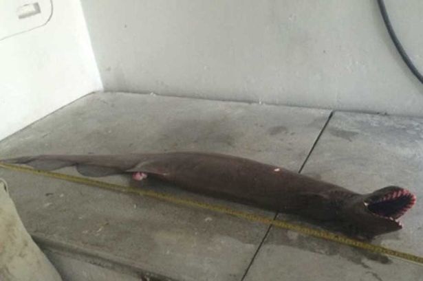 Ngư dân Australia bắt được “cá mập nguyên thủy” - 3 Con cá này
dài khoảng 2m và di chuyển như những con rắn biển