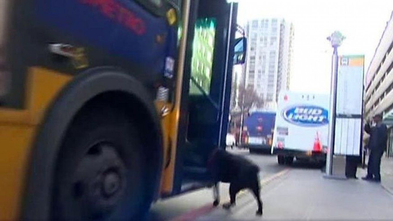 Gặp gỡ cô chó hằng ngày tự bắt xe bus đi chơi - 1 Eclipse chủ động lên, xuống xe