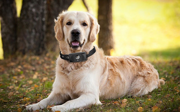 Loài
chó sẽ có cơ hội sở hữu những chiếc điện thoại thông minh