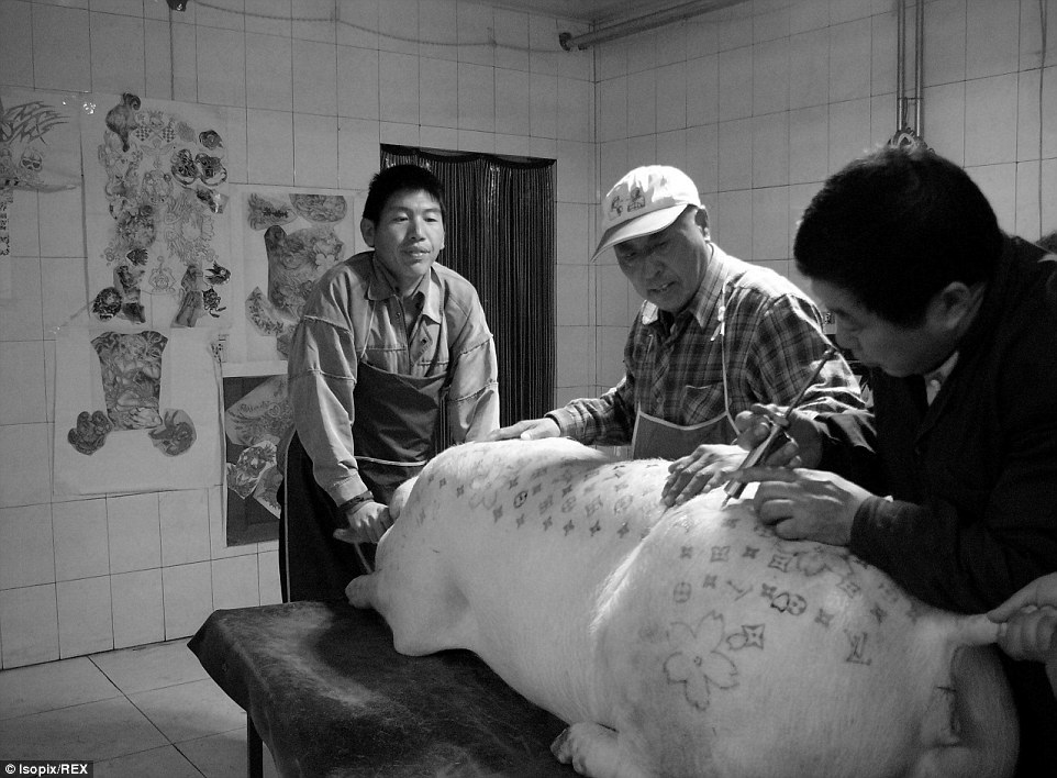 Lợn xăm mình trị giá gần 2 tỷ - 4 May