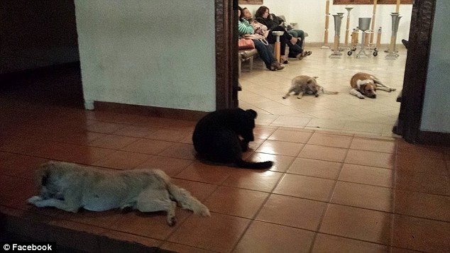 Đàn chó hoang bất ngờ đến viếng tang người từng cho chúng ăn - 2 Đàn chó nhân nghĩa