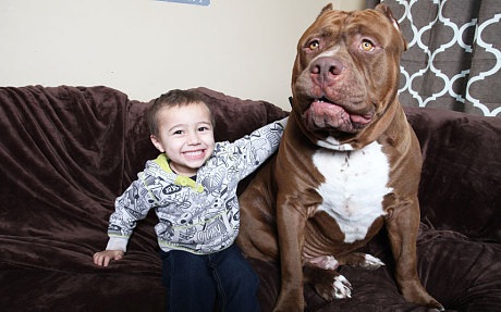 Gặp gỡ chú pitbull to nhất thế giới - 1 Cậu bé Jordan trông quá nhỏ bé khi ngồi bên
cạnh Hulk