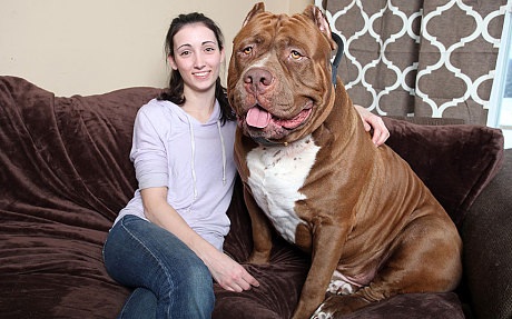 Gặp gỡ chú pitbull to nhất thế giới - 2 Hulk bên cạnh cô chủ Lisa Grennan